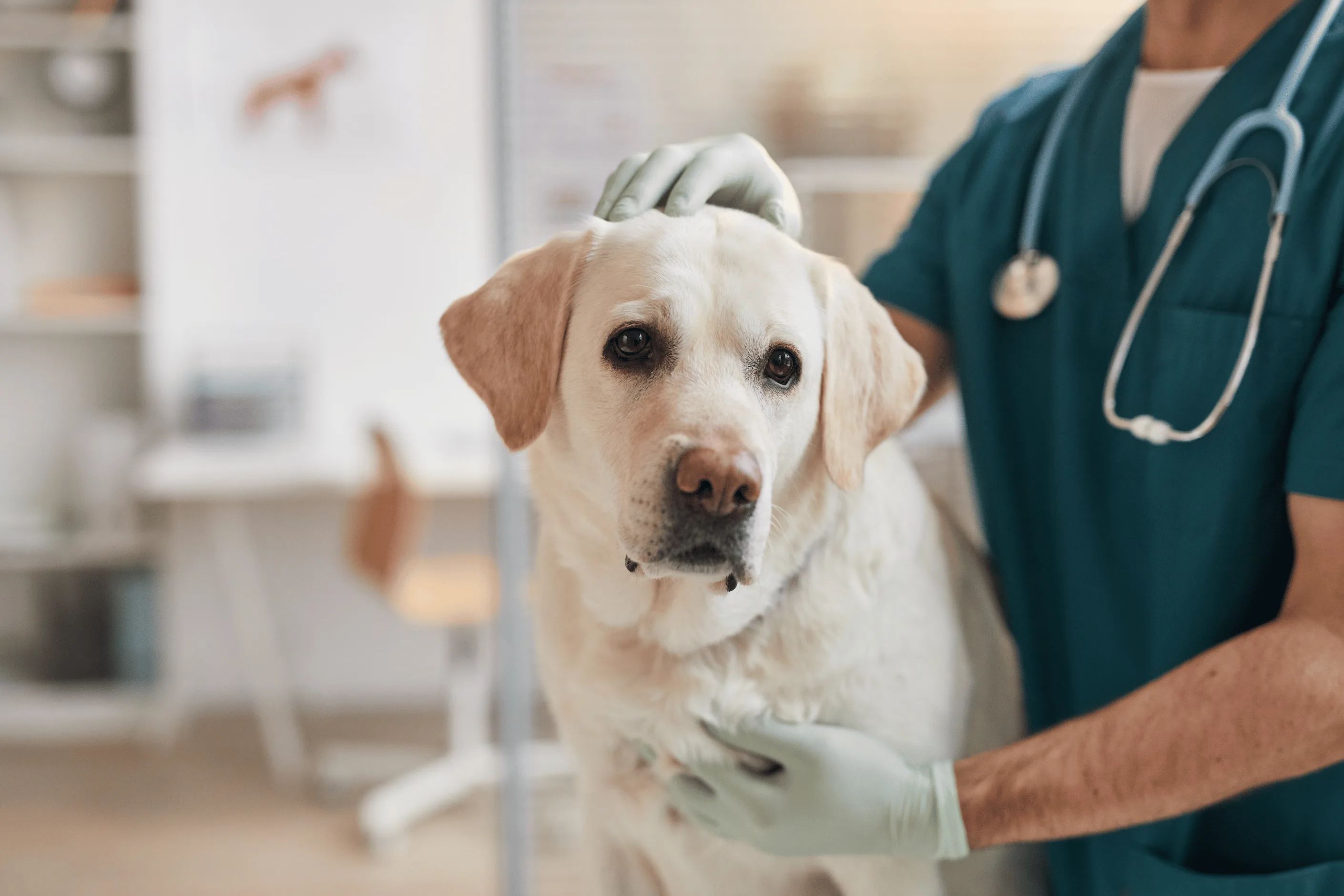 Close up of Dog at Vet Clinic
